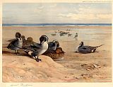Pintails on the Shore by Archibald Thorburn